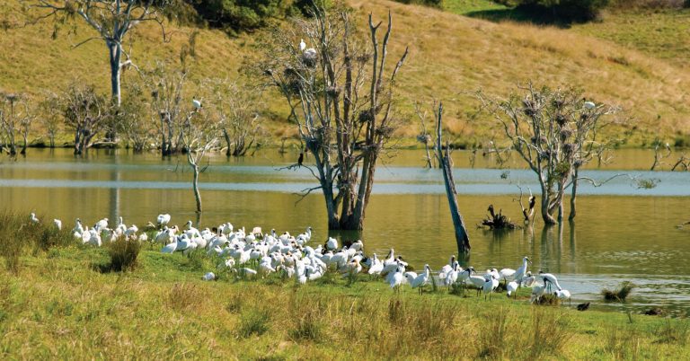 Bird watching at the rookery in Lawrence