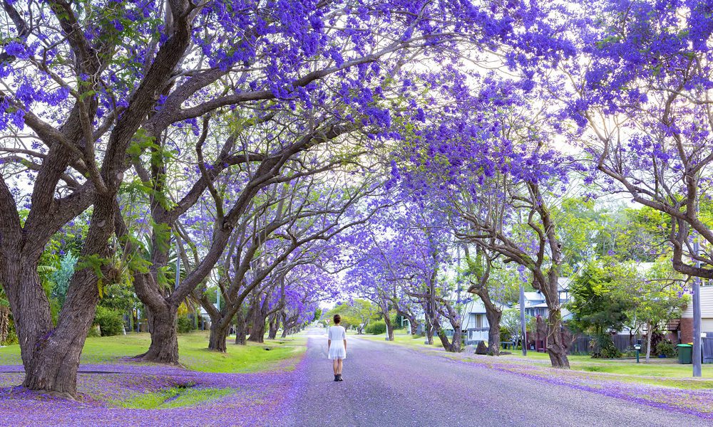 grafton_jacaranda_hi-res8-crop