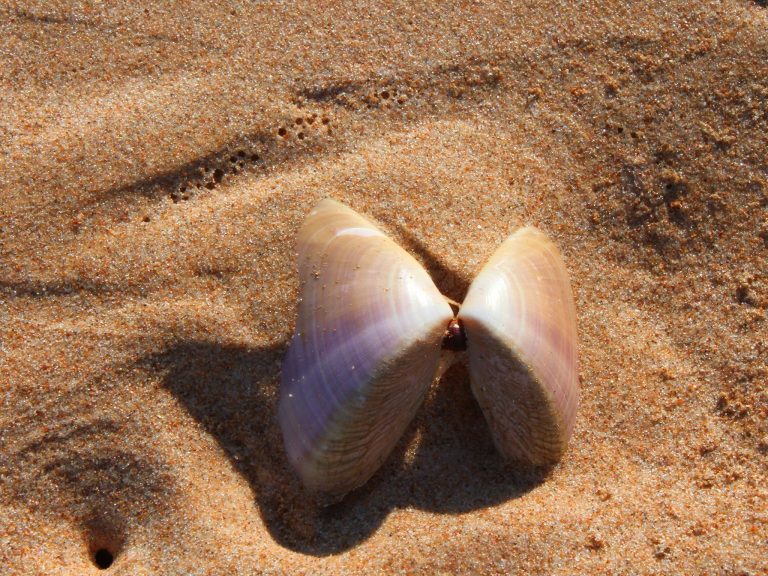 The mollusc that gives the beach its name. Pippi Beach, Yamba.