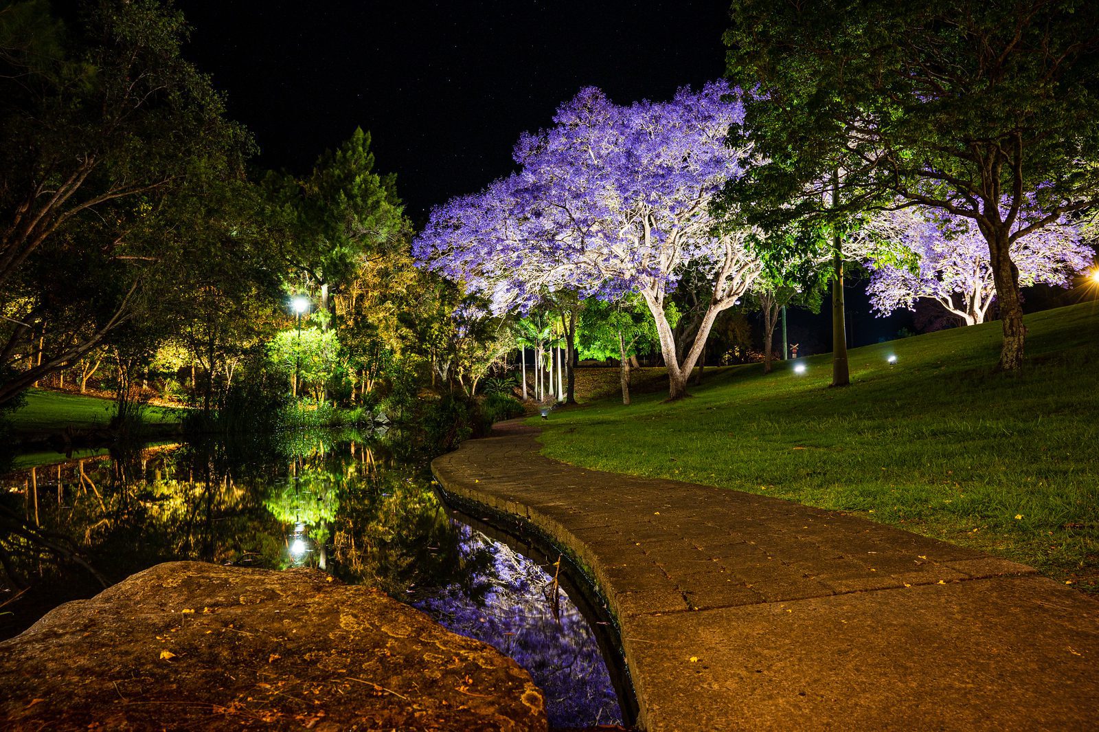 Grafton Jacaranda Season Illuminate