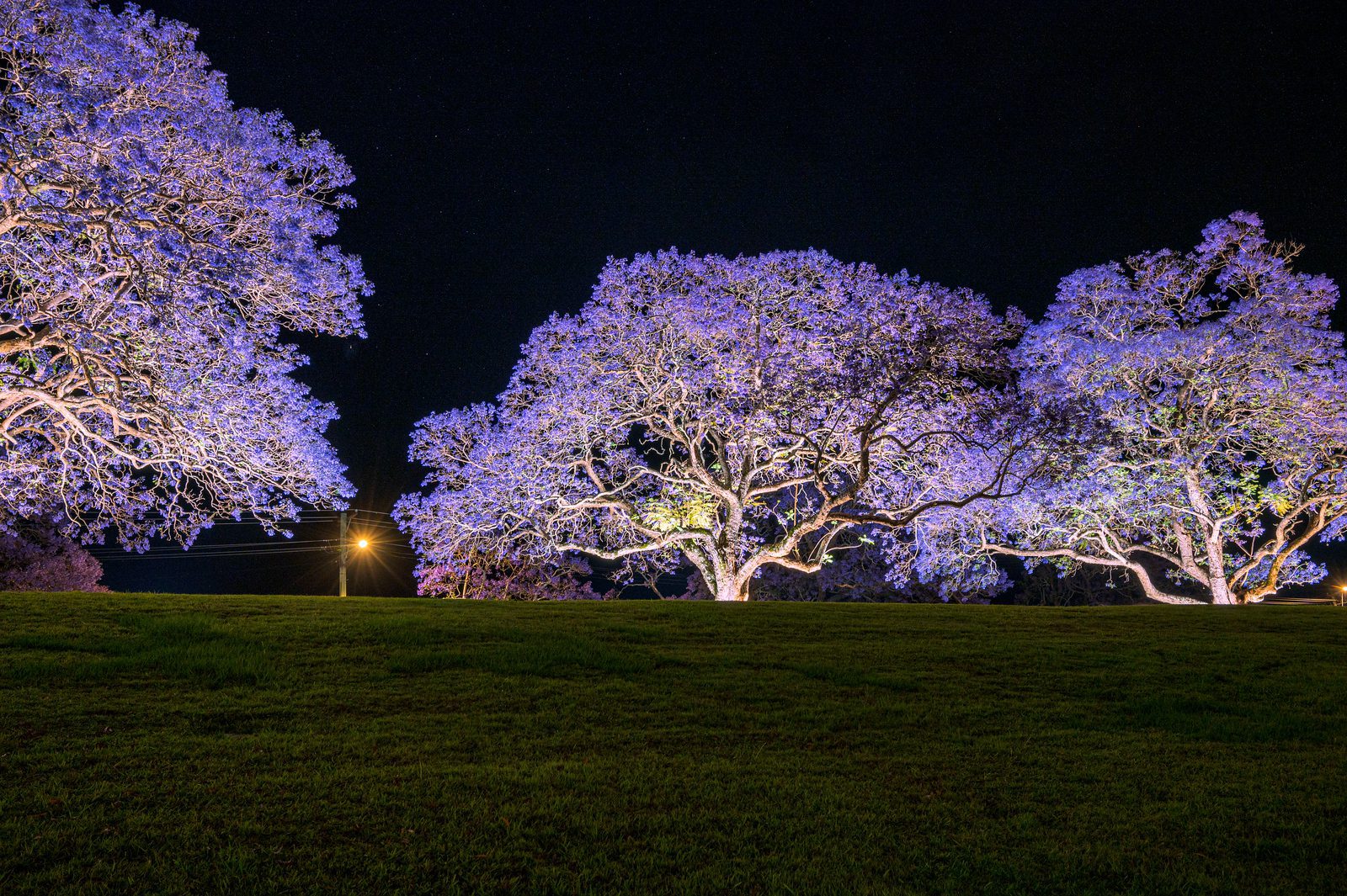 Illuminate Grafton Jacaranda