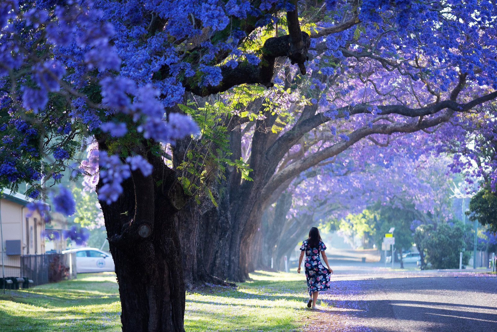 Lights, camera, bloom: Grafton Jacaranda Season set to light up NSW