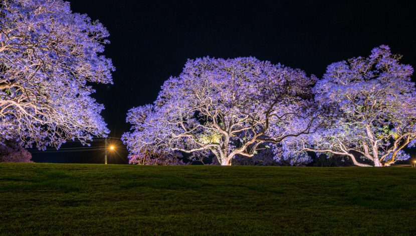 Lights, camera, bloom: Grafton Jacaranda Season set to light up NSW
