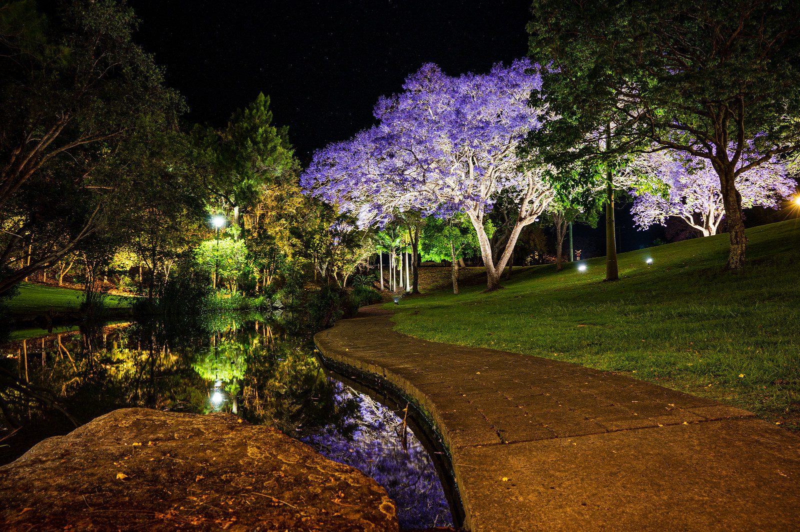 iluminate Grafton's Jacaranda Season