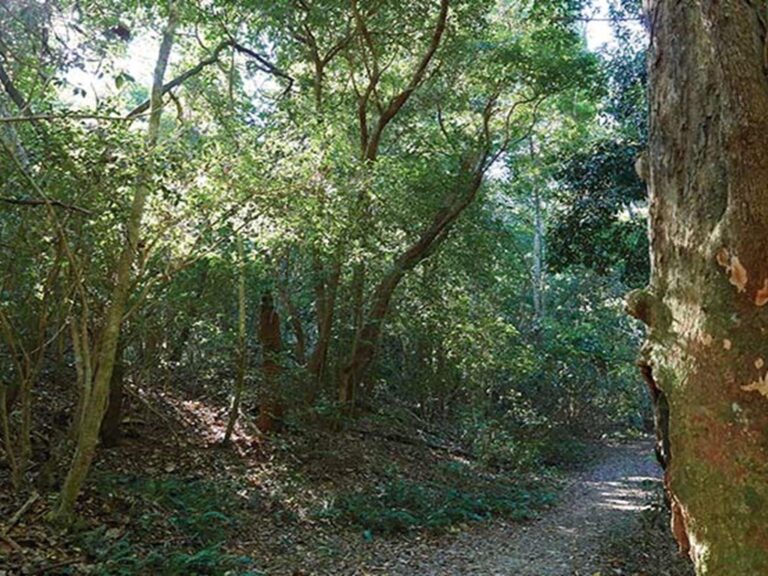 The shady path on Iluka Rainforest walk, Iluka Nature Reserve. Photo: Nick Cubbin © DPIE