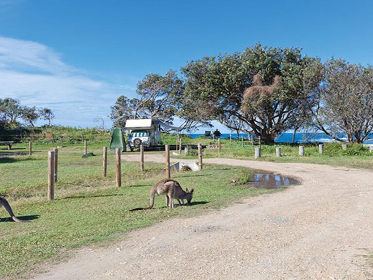 Kangaroos graze at Red Cliff campground in Yuraygir National Park. Photo: Robert Cleary/DPIE