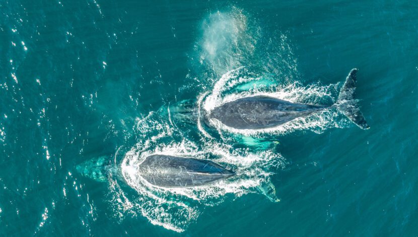 Whale Watching in the Clarence Valley