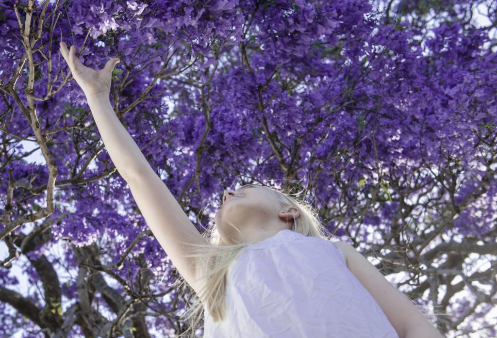 Grafton Jacaranda