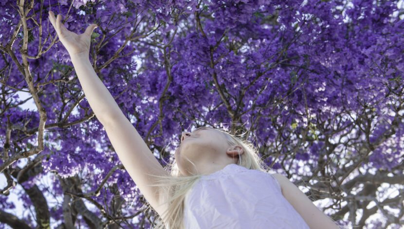 Grafton Jacaranda